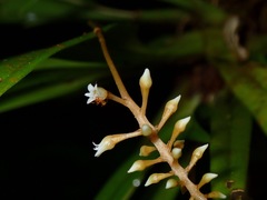Eriinae
