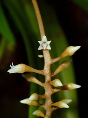 Eriinae