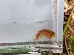 Gammarus lacustris