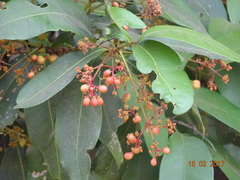 Ixora brachiata