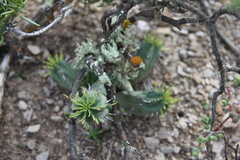 Euphorbia nesemannii