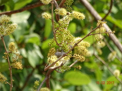 Combretum albidum