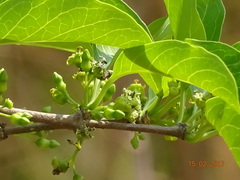 Meyna laxiflora