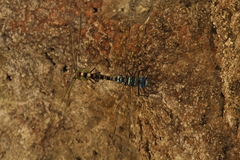 Anax immaculifrons