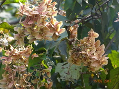 Terminalia paniculata