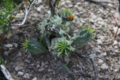 Euphorbia nesemannii