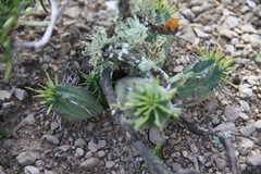 Euphorbia nesemannii