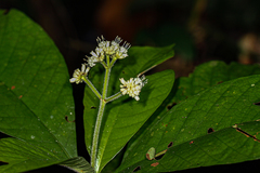 Psychotria vogeliana