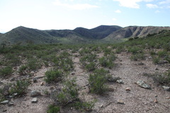 Euphorbia nesemannii