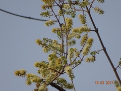 Combretum albidum