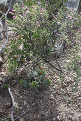 Euphorbia nesemannii