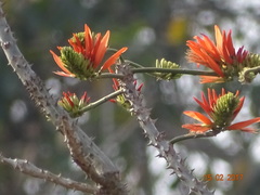 Erythrina stricta