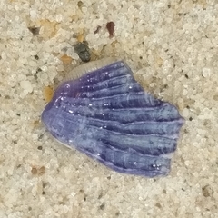 Austrobalanus imperator