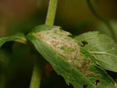 Phytomyza eupatorii