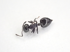 Crematogaster liengmei