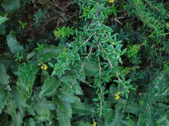 Berberis × stenophylla