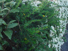 Berberis × stenophylla