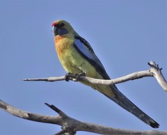 Platycercus elegans flaveolus