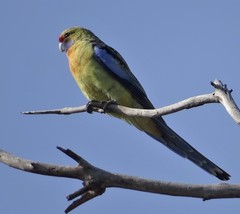 Platycercus elegans flaveolus