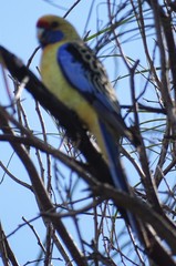 Platycercus elegans flaveolus