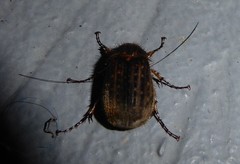 Odontria striata
