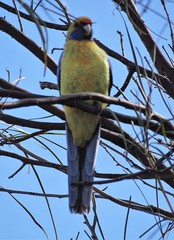 Platycercus elegans flaveolus