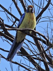 Platycercus elegans flaveolus
