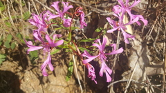 Clarkia concinna concinna