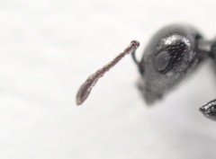 Crematogaster liengmei