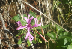 Clarkia concinna concinna
