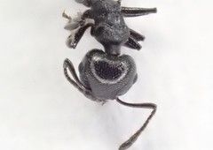 Crematogaster liengmei