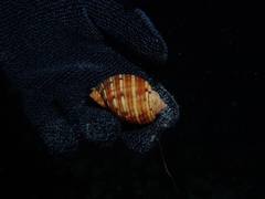 Tonna variegata