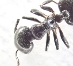 Crematogaster liengmei