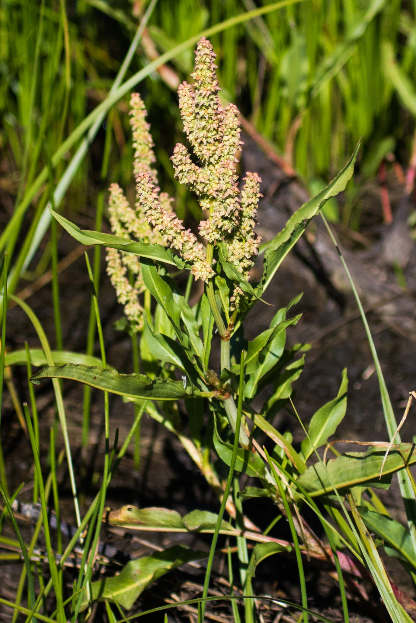 Rumex californicus