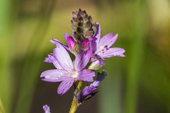 Sidalcea pedata