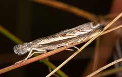 Platytes alpinella