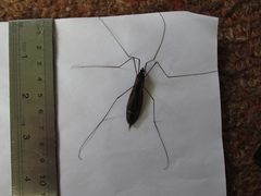 Austrotipula hudsoni