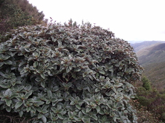 Brachyglottis elaeagnifolia