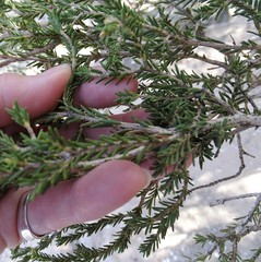 Melaleuca pauperiflora