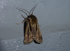 Agrotis innominata
