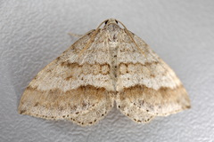 Perizoma parallelolineatum