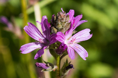 Sidalcea pedata