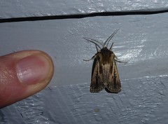 Agrotis innominata