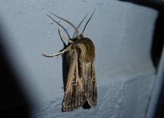 Agrotis innominata