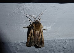Agrotis innominata