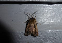 Agrotis innominata