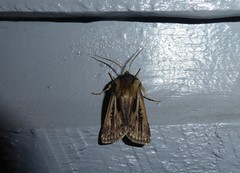 Agrotis innominata