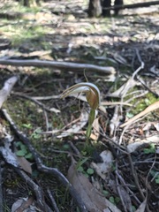 Pterostylis revoluta