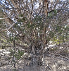 Melaleuca pauperiflora