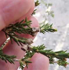 Melaleuca pauperiflora